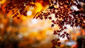 Lovely Fall Desktop Wallpaper