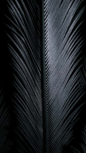 Lovely Glossy Black Bird Feather Wallpaper