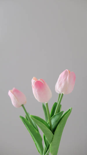 Lovely Powder Pink Tulips Wallpaper