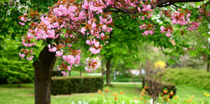 Lovely Spring Garden With Blooming Flowers Wallpaper