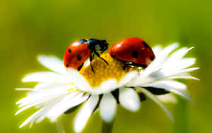 Lovely Spring Ladybugs On A Leaf Wallpaper