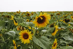 Lovely Sunflower Aesthetic Garden Wallpaper