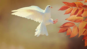 Lovely White Dove Wallpaper