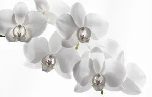 Lovely White Orchid Minimalist Wallpaper