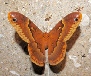 Lovely Yellow Orage Ailanthus Silkmoth Wallpaper