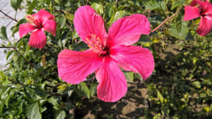 Lovey Hibiscus Flower In Pink Wallpaper