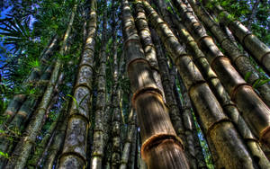 Low Angle Shot Bamboo Hd Wallpaper