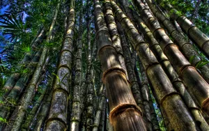 Low Angle Shot Bamboo Hd Wallpaper