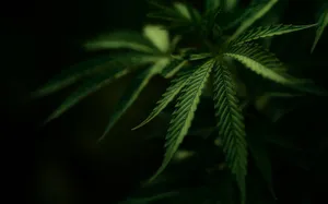 Low Light Leaf Weed Aesthetic Wallpaper