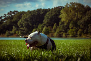 Loyal Companion, Black Pitbull In Profile Wallpaper