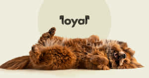 Loyal Dog Wallpaper