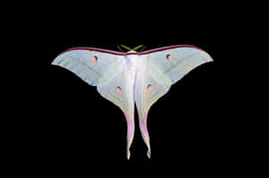 Luna Moth Against Black Background Wallpaper