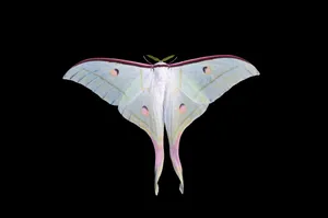Luna Moth Against Black Background Wallpaper