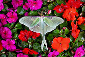 Luna Moth Amidst Colorful Flowers.jpg Wallpaper