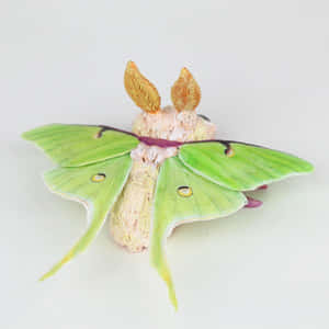 Luna Moth Close Up Wallpaper