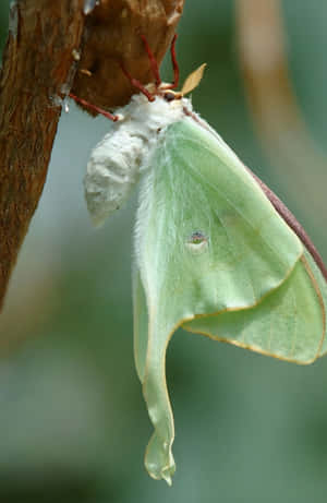 Luna Moth Emergence Wallpaper