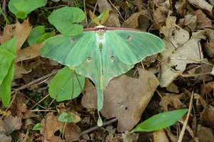 Luna Mothin Natural Habitat Wallpaper