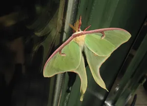 Luna Mothon Glass Wallpaper