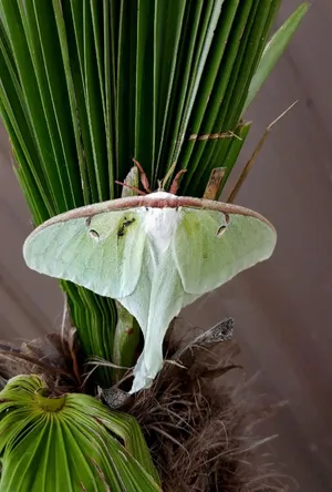 Luna Mothon Green Plant Wallpaper