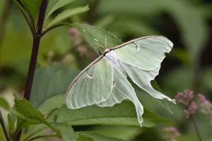 Luna Mothon Greenery Wallpaper