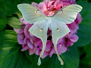 Luna Mothon Pink Hydrangea Wallpaper