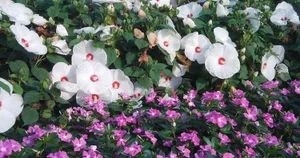 Luna Rose Hibiscus Wallpaper