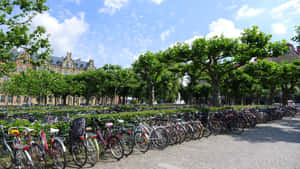 Lund Bicycle Parking Lush Greenery Wallpaper