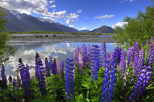 Lupin Flowers In New Zealand Wallpaper