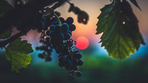 Luscious Grapes Close-up Photography Wallpaper