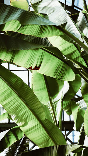 Luscious Green Banana Leaves Wallpaper