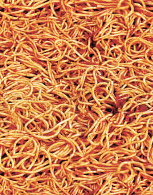 Luscious, Mouthwatering Spaghetti Platter Wallpaper