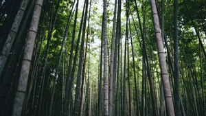 Lush Bamboo Forest Wallpaper