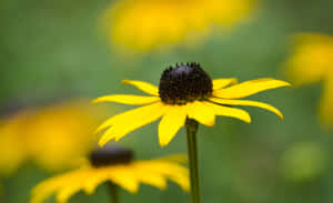 Lush Black-eyed Susan Blooms In Bright Yellow Wallpaper