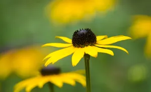 Lush Black-eyed Susan Blooms In Bright Yellow Wallpaper