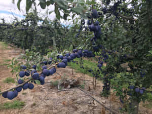 Lush Damson Plums On A Branch Wallpaper