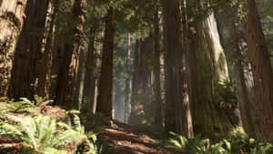 Lush Forest Landscape On Endor Wallpaper