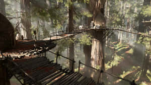 Lush Forests Of Planet Endor Wallpaper