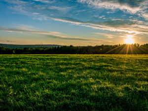 Lush Fresh Garden Wallpaper