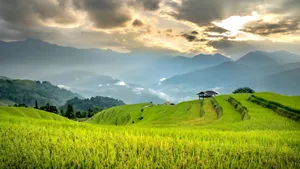Lush Green Farmland Landscape Wallpaper