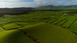 Lush Green Farmland Patterns Wallpaper