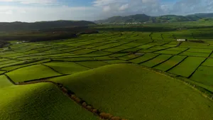 Lush Green Farmland Patterns Wallpaper