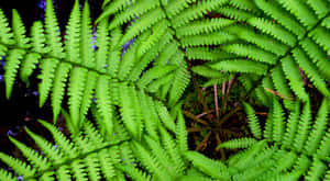 Lush Green Fern In Forest Wallpaper