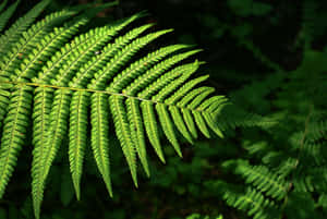 Lush Green Fern In Its Natural Habitat Wallpaper