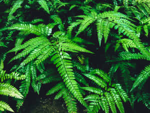 Lush Green Fern In Natural Environment Wallpaper