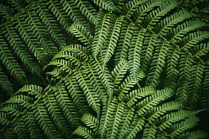 Lush Green Fern In Natural Habitat Wallpaper