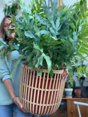 Lush Green Fern In Natural Setting Wallpaper