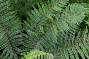 Lush Green Fern In Natural Setting Wallpaper