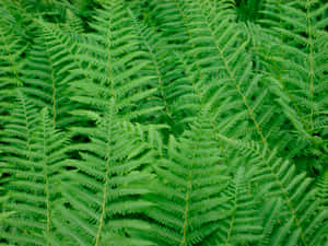 Lush Green Fern Up Close Wallpaper