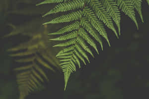 Lush Green Ferns In A Forest Wallpaper