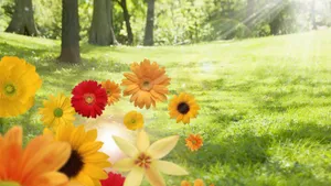 Lush Green Field Bathed In Spring Sunshine Wallpaper